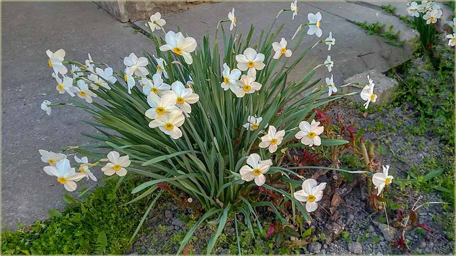 Zorica Batovanov - Krive babe..., bele...