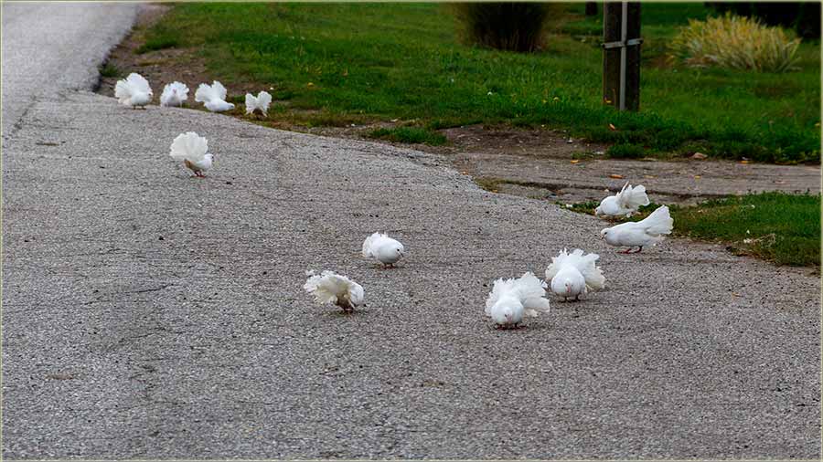 Beli golubovi na kazan, al ba pravi Beliovi !!!