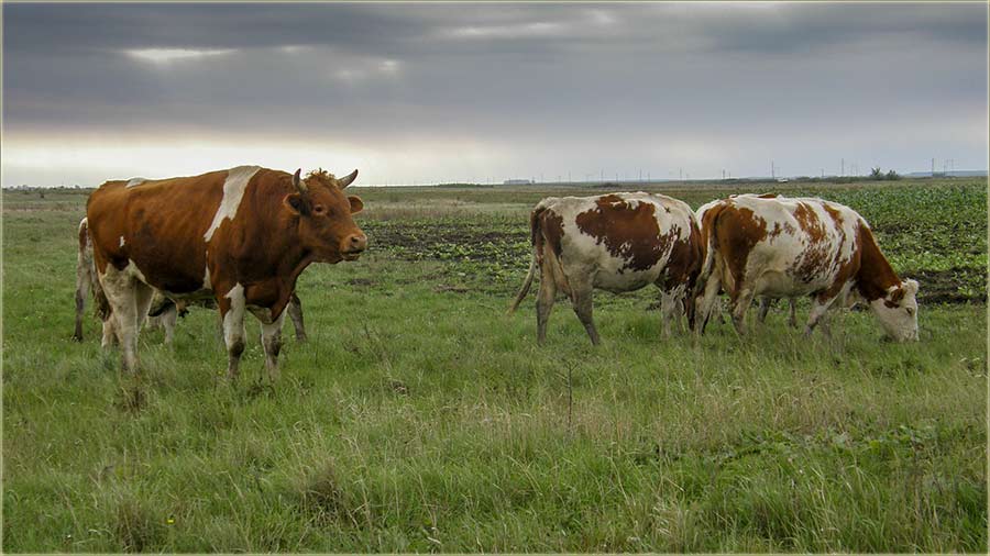 Eheeej..., slikeri..., brzo bete od bika !!!