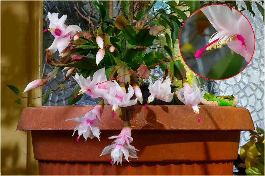 Ve cveta Boini kaktus, a kodNs u Miloevo !!!