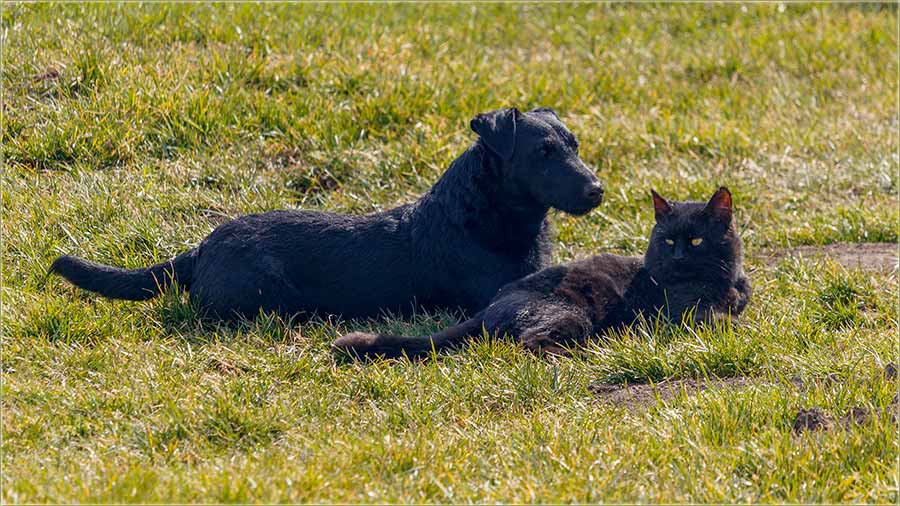 I Crn Gruja i vrko, jedva ekadu prolee !!!