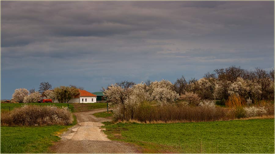 Lepo cveta i Lauin sala !!!