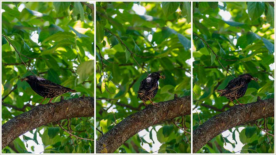 vorak i plen mu za slikanje !!!