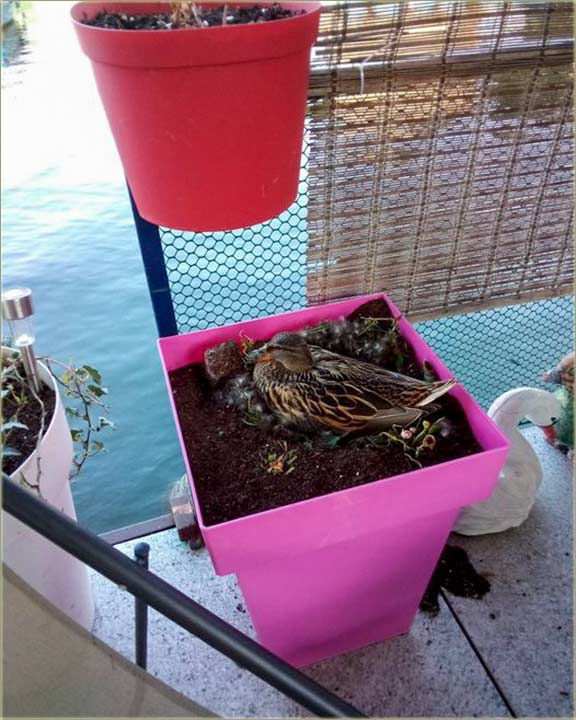 Daca Daca Dragica - Zasadila se patka !!!