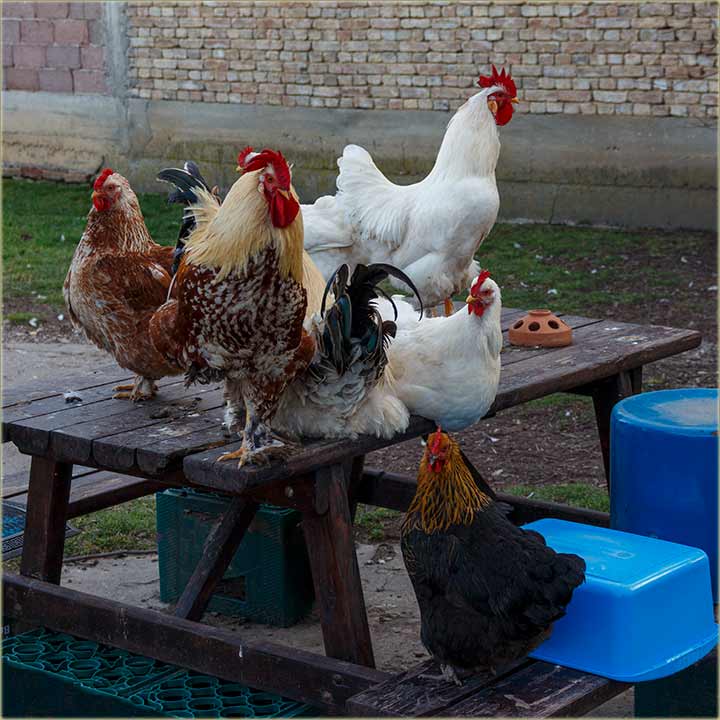 Svata bidne, kad ivina utekne iz kokoinjca !!!