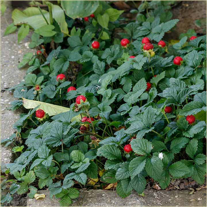 Imal neto da je rodilo ?!?