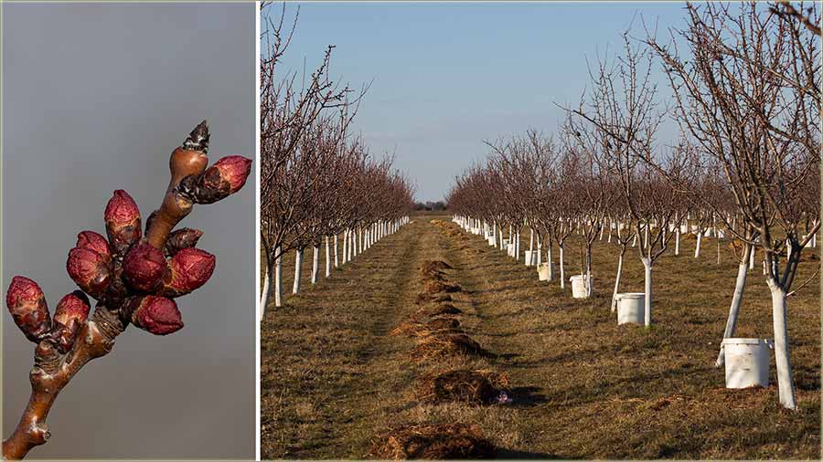 Voari su nam u punu pripravnost !!!