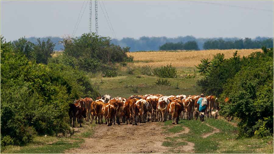 Kako k, vodi mrvu II ...