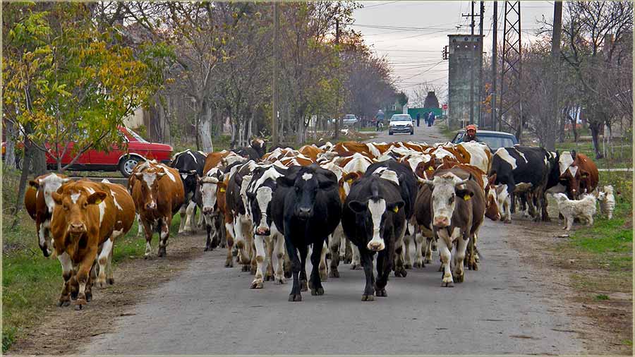 Kovaev Aleksa Lala..., iz kravarskog sokaka...