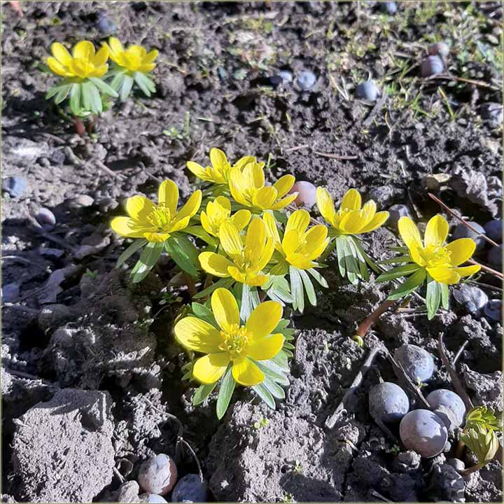 I kodNas u Miloevo, su procvetali kukurjaci !!!