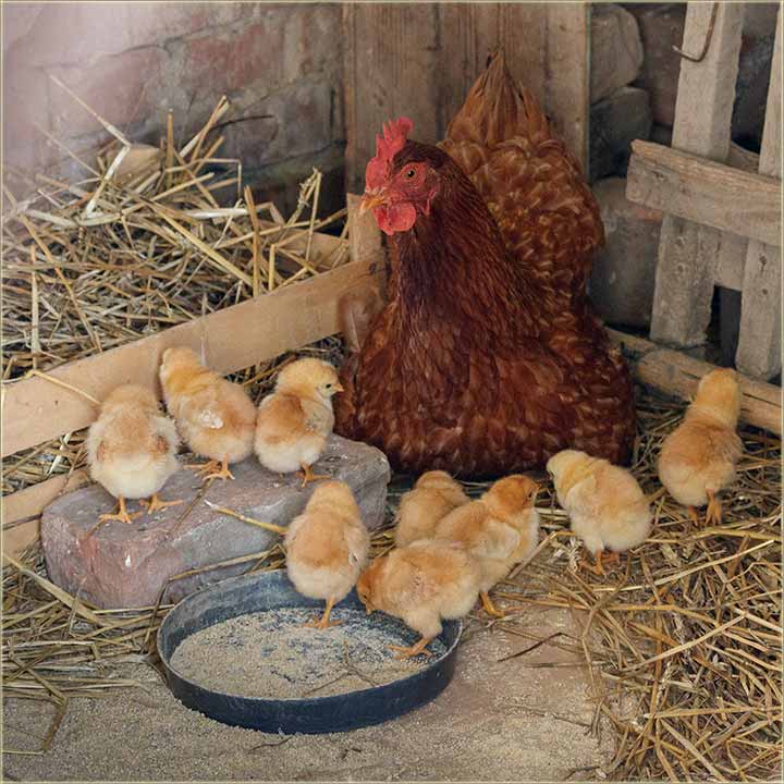 Mi Beliovi, imamo novo - kvoku i pilie !!!