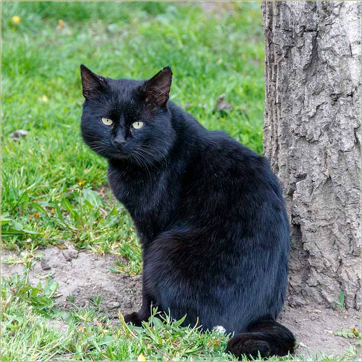 Raduje se, kav krpelj izletnicima za Prvi maj !!!