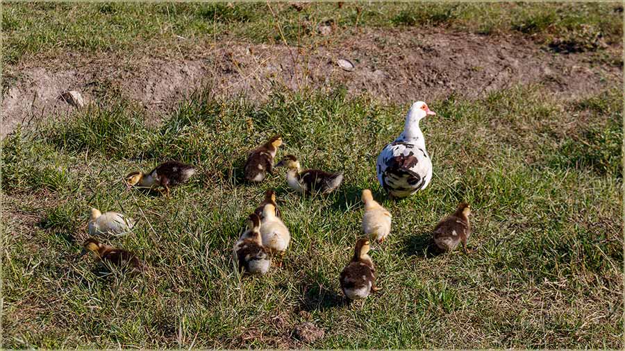 Mlo, veliko, paijo jato !!!