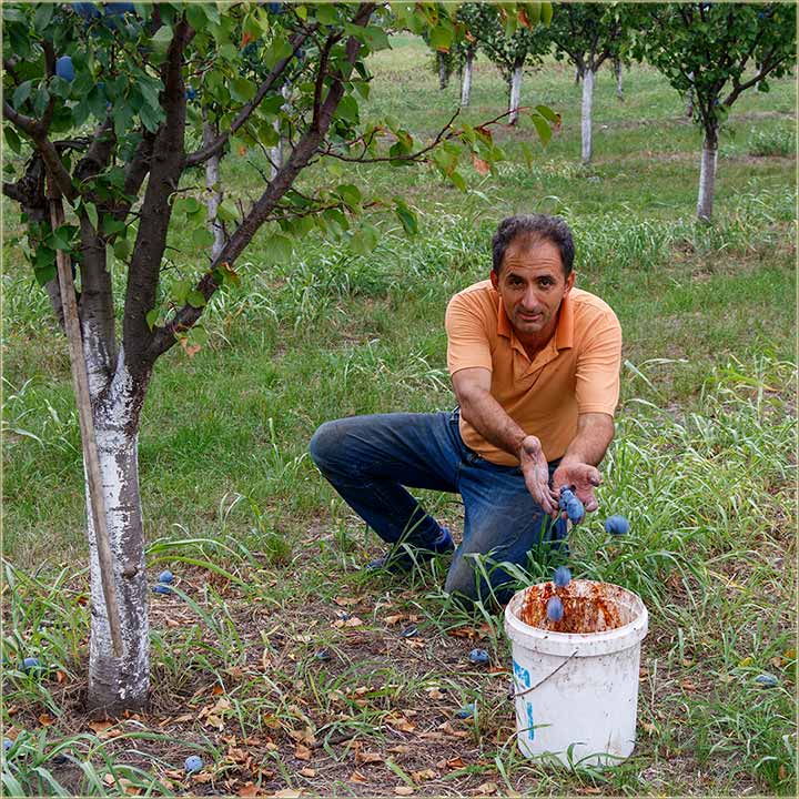Dobar rod ljive..., a sas kajsije !?!