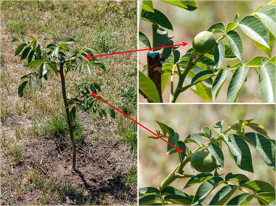 Ore endler, prva godina, prvi rd !!!