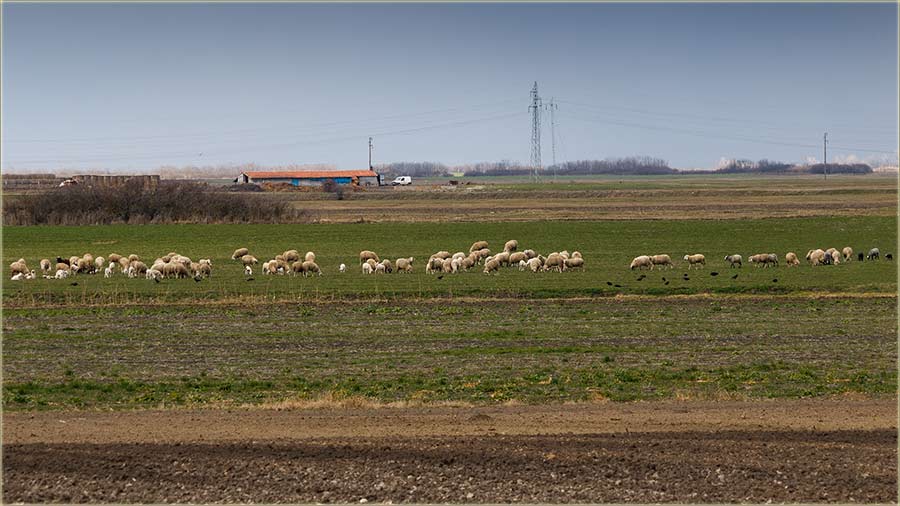 Ne samo krave..., neg su i ovce uAtar !!!