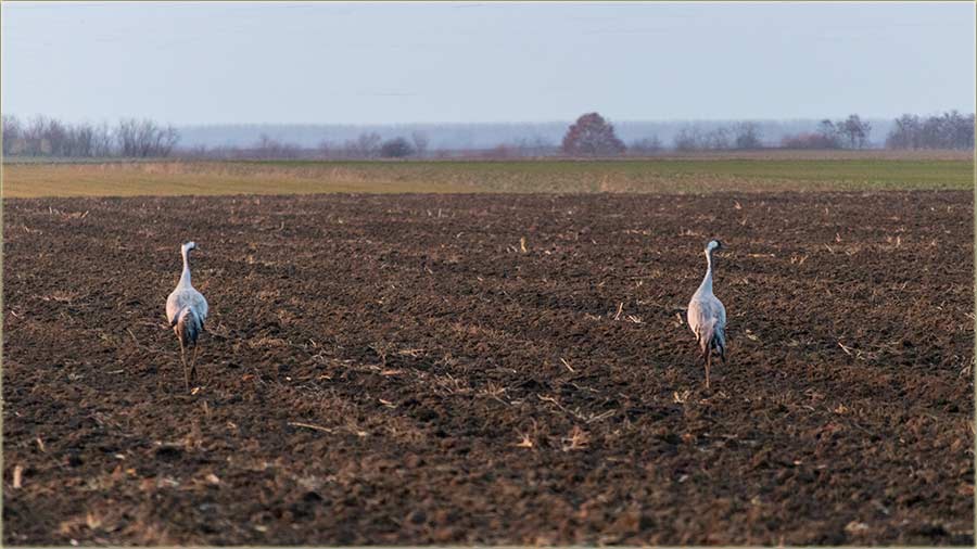Mrzim slikere, koji teradu dralove, da poLetidu !