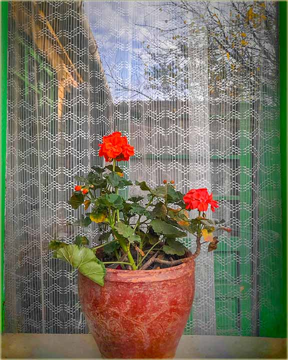 Piroška Budišin Horvat - Prozor sa cvećem...