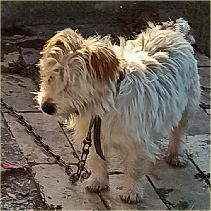 Ako diGu vidite kera saSlike, javte gazdarici !!!