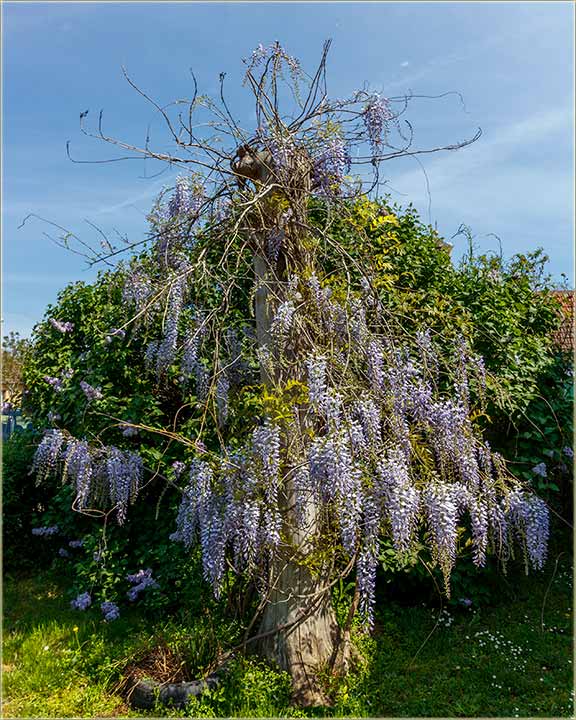 Mlogi traidu rsad Plave kie...