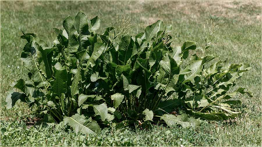 Bie rena ove godine !!!