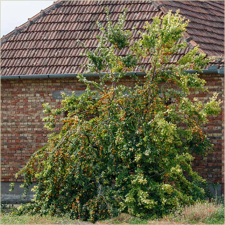 Ala je i rodijo ringlov !!!