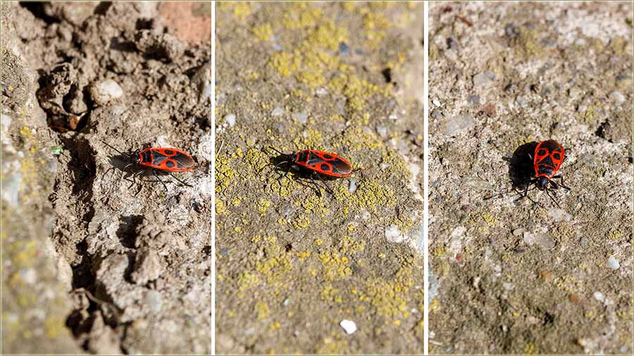 Kako se po naki, zove ova buba ?