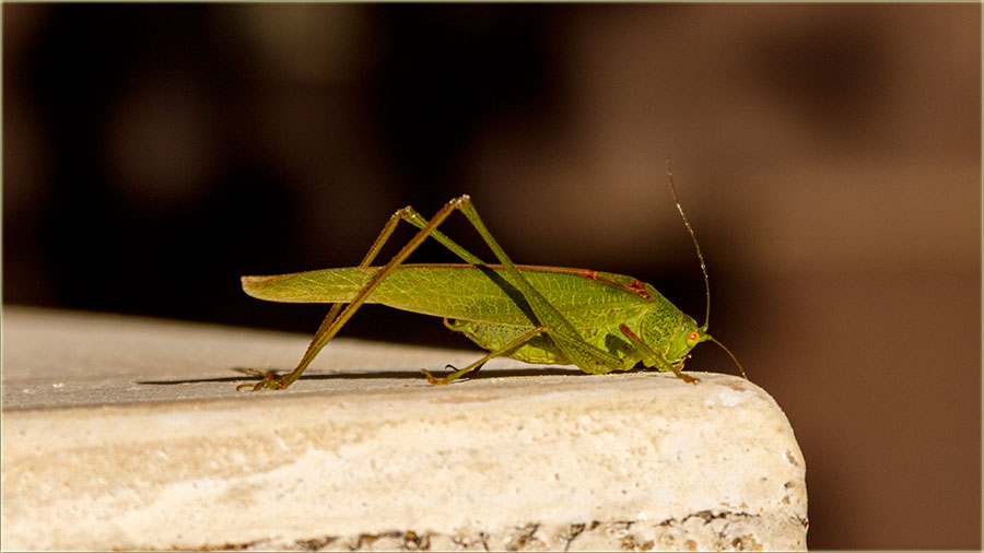 ijaci protivu skakavaca - 1 : 1 !!!