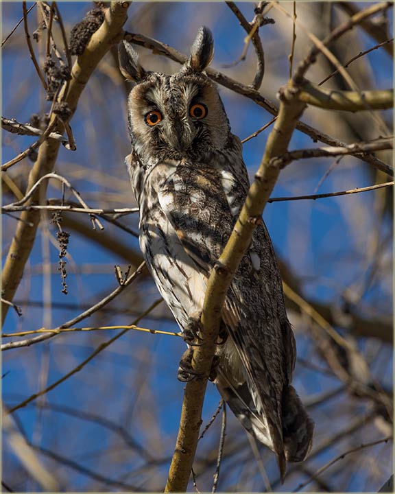 Jo su nam tu, sove uare !!!