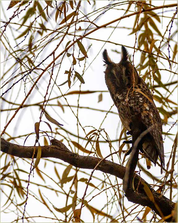 Tu su nam opet sove uare !!!