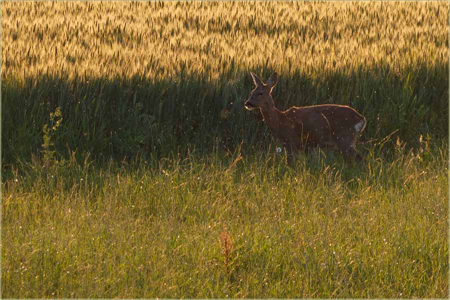 Isti sam bijo kav ti II ...