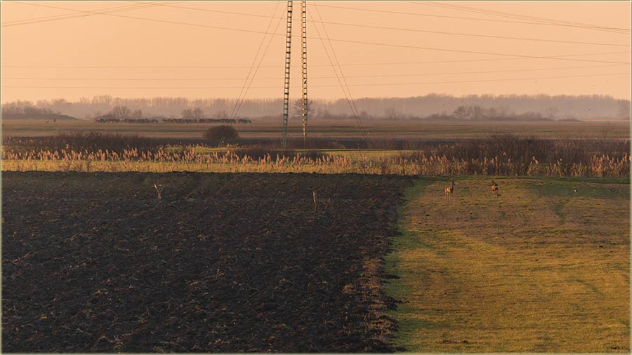 Divije i domae ivotinje uAtar !!!