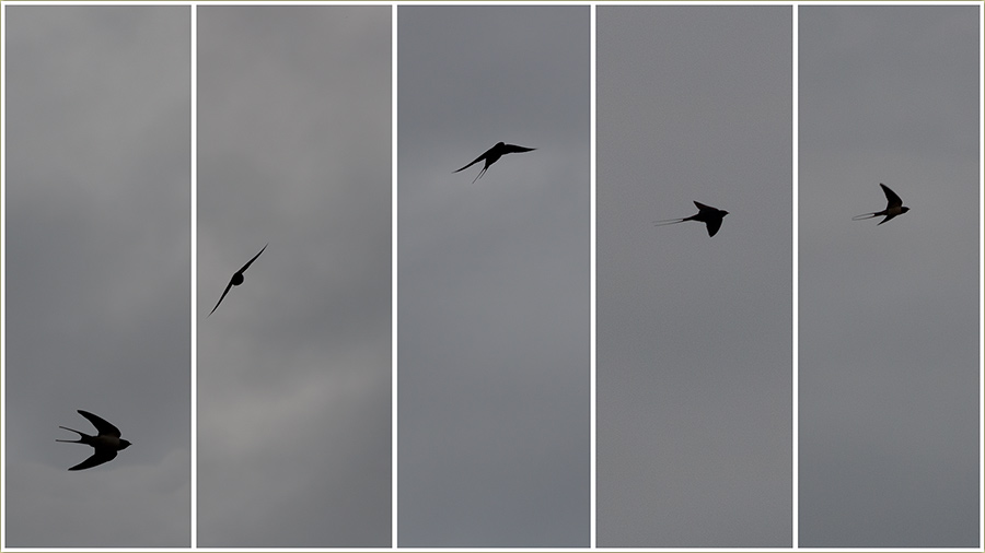 I laste su nam stigle !!!