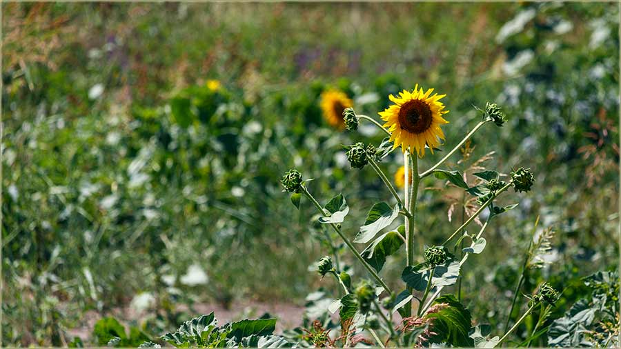 Cuncukret..., krajPuta !?!