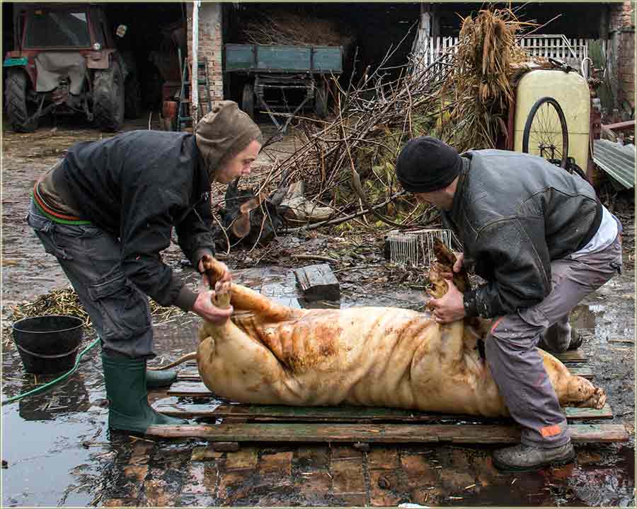 Eto ta rdidu neki, nai miloefani...