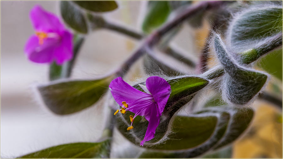 Drage dme..., srean Vam 8-mi mart !!!