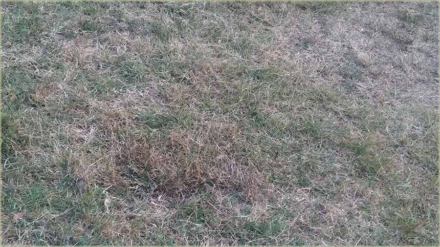 Trava sas Sv. Ilije, iz NM Centralnog parka !!!