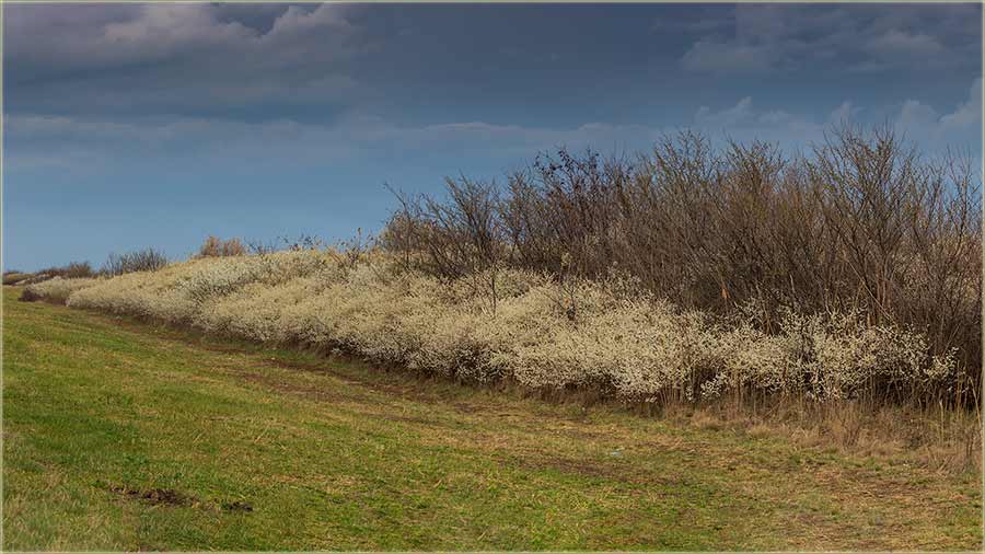 Kad trnjina cveta uNa atar !!!