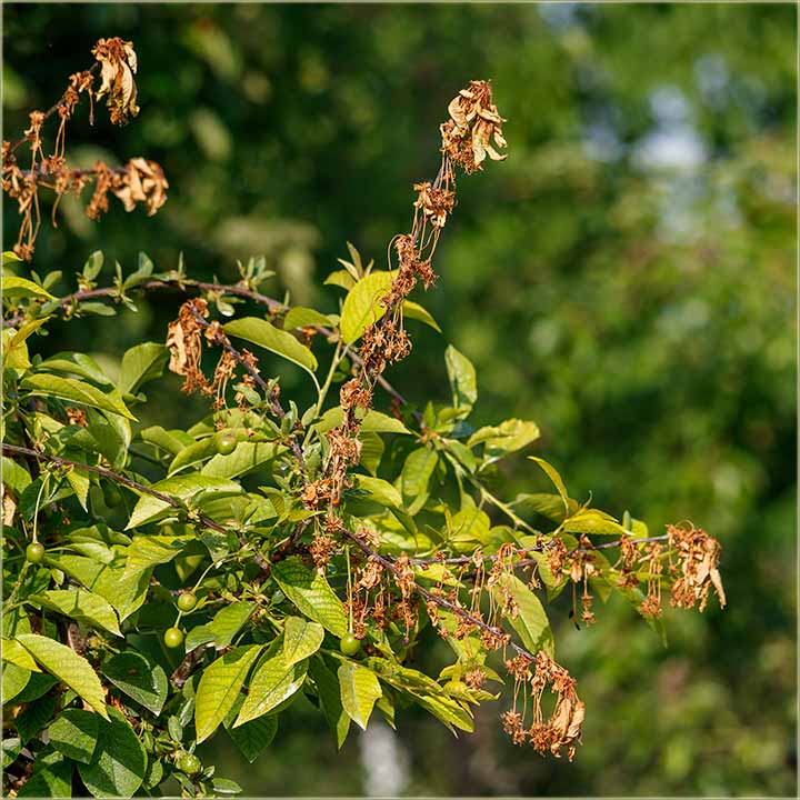 Monilija u Miloevo !!!