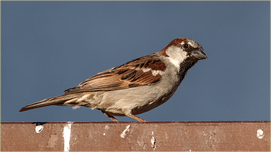 Imal vrabaca kodVas u selo ?