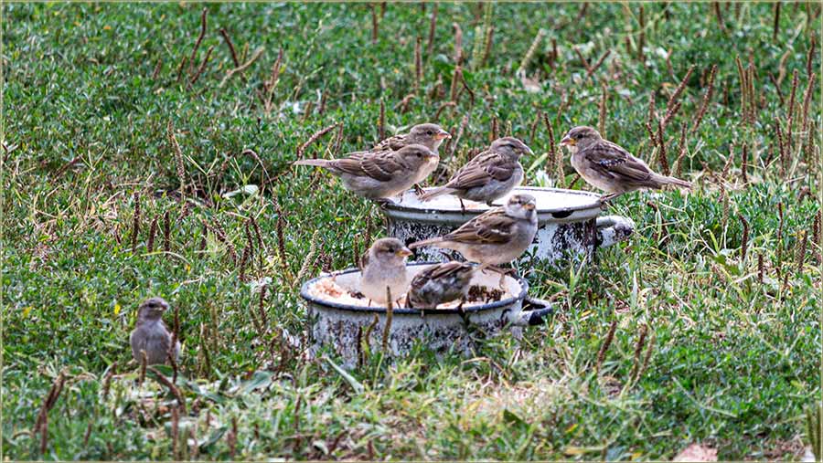 Varoani nemadu vrabaca !!!