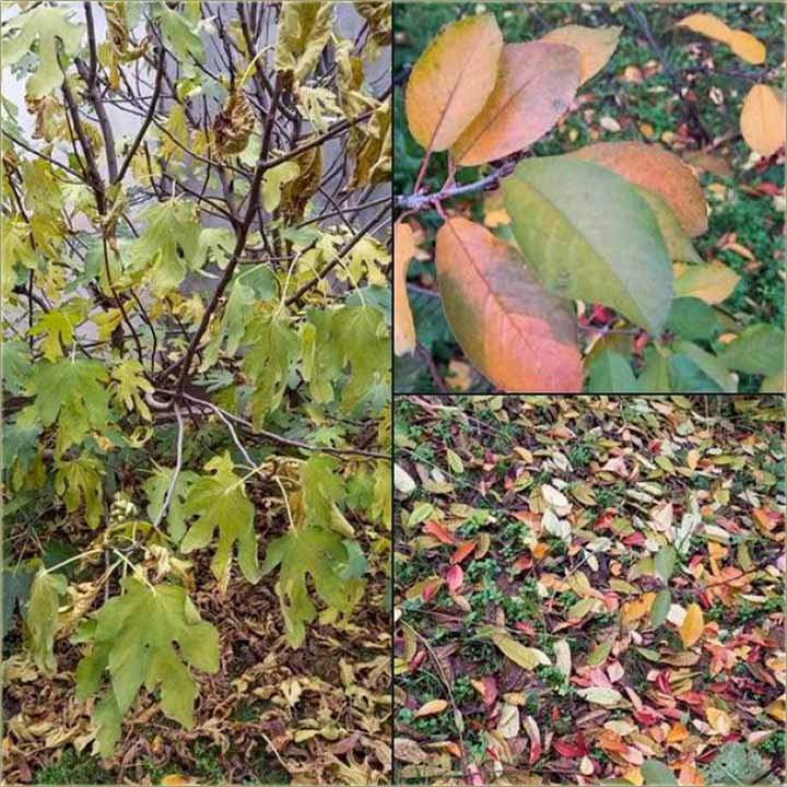 Zorica Batovanov - di jesen nabalja tempere ?