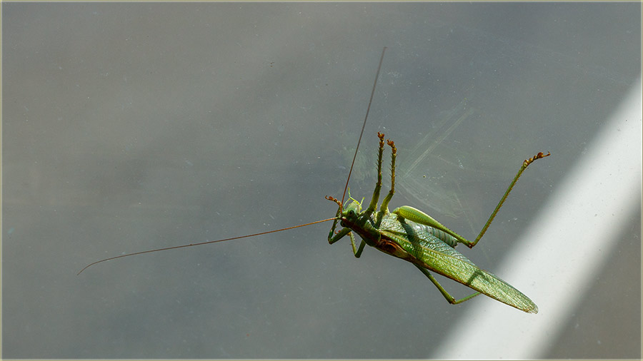 Imo sam gosta..., u kabinu od afta !!!