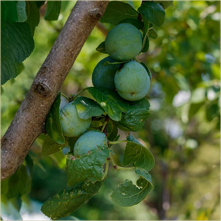 Zorica Baštovanov - kad svatiš, da si mator ?