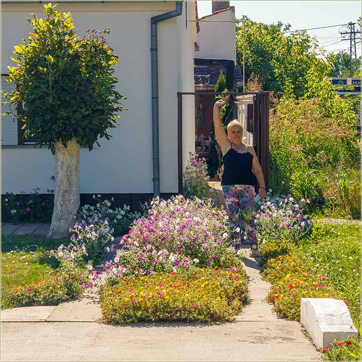 Zora Veskov..., petunije i pitike...