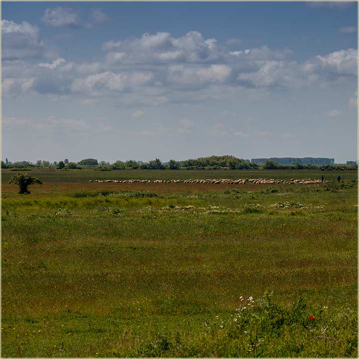 Jo edna, a na temu: 100 ovaca, 200 jaganjaca...