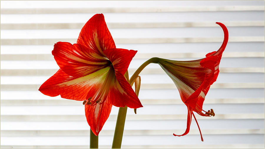 Nama Beliovima, je proCveto Amarilis !!!