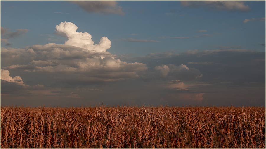 Kree i berba kakuruza !!!