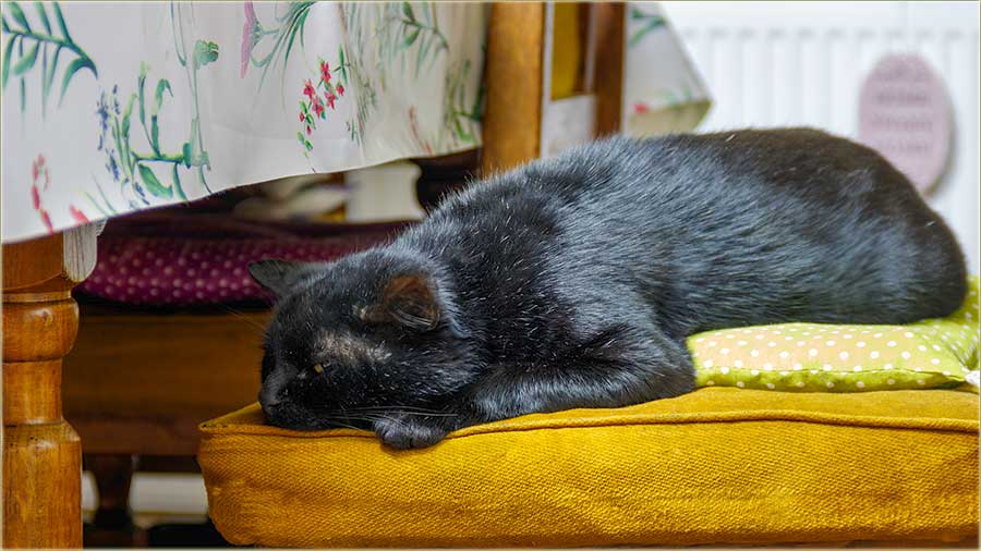 Crn Gruja je sve vie uKuu !!!