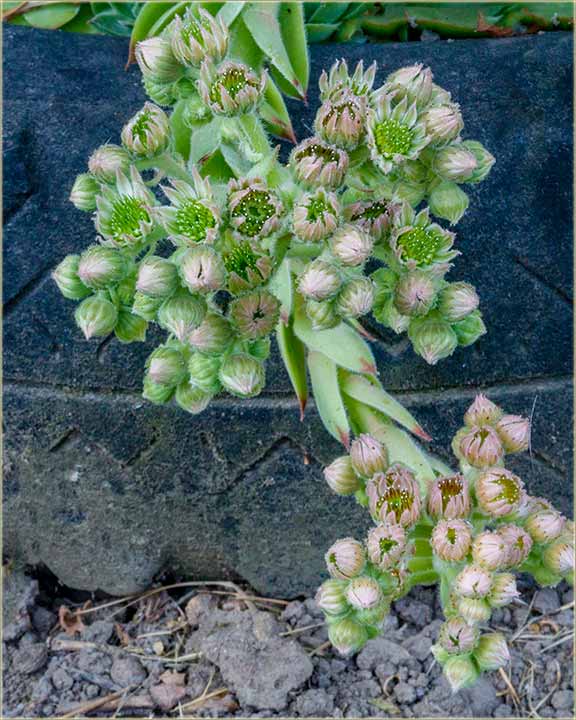 Dal znate..., iji je ovo cvet ?